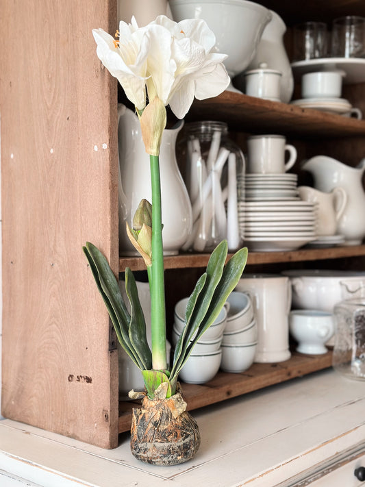 White Amaryllis with Bulb