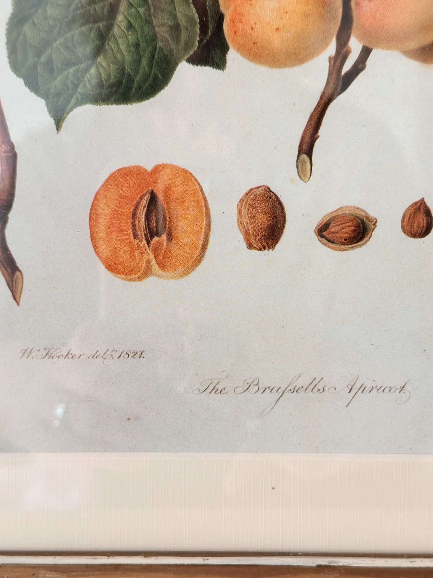 Vintage Framed Botanical Print (The Brufesells Apricot)