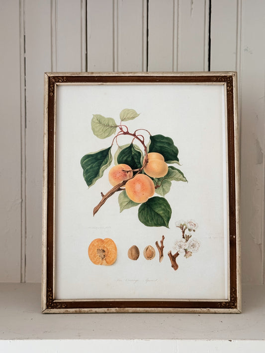 Vintage Framed Botanical Print (The Orange Apricot)