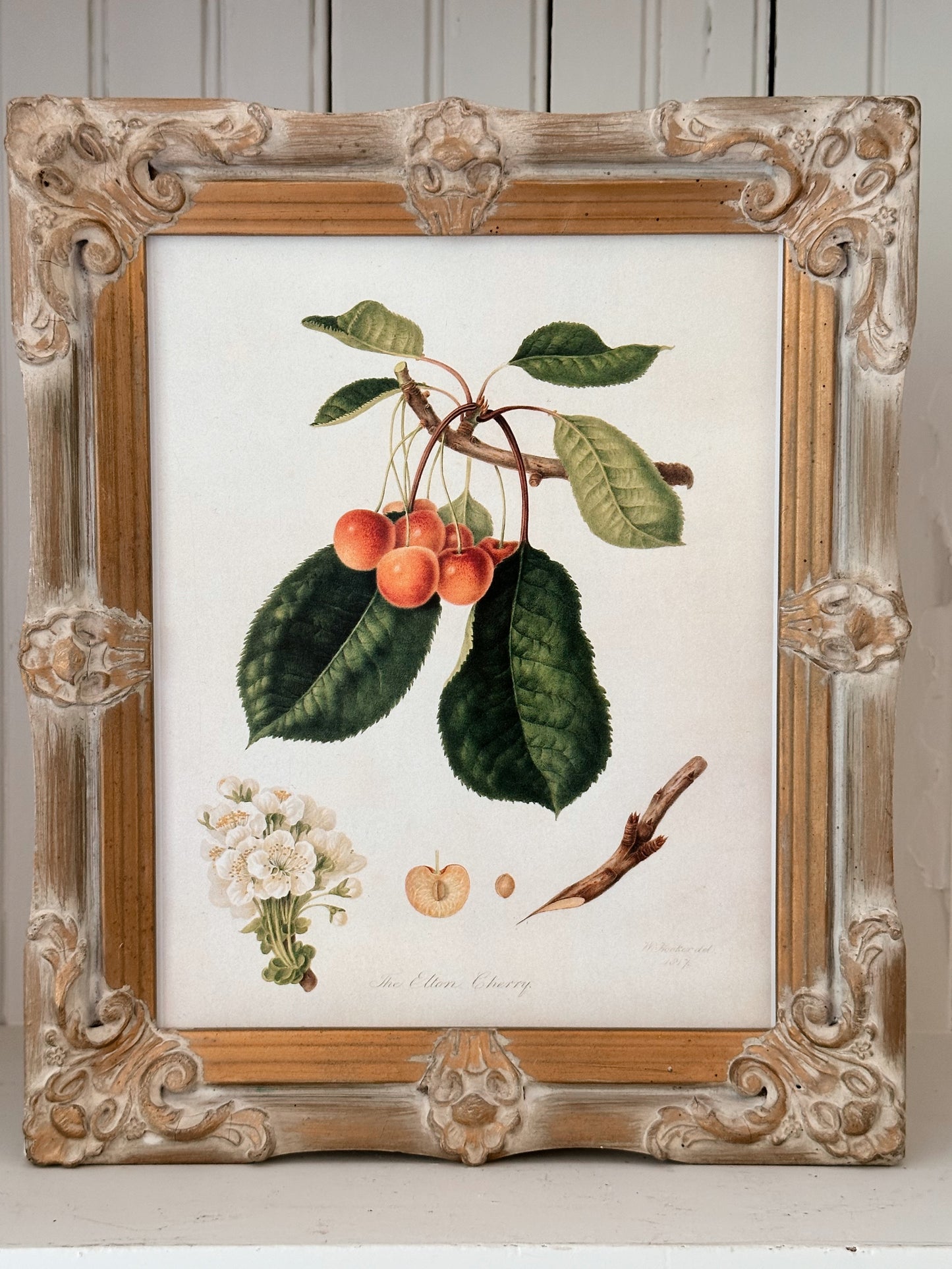 Vintage Framed Botanical Print (The Elton Cherry)