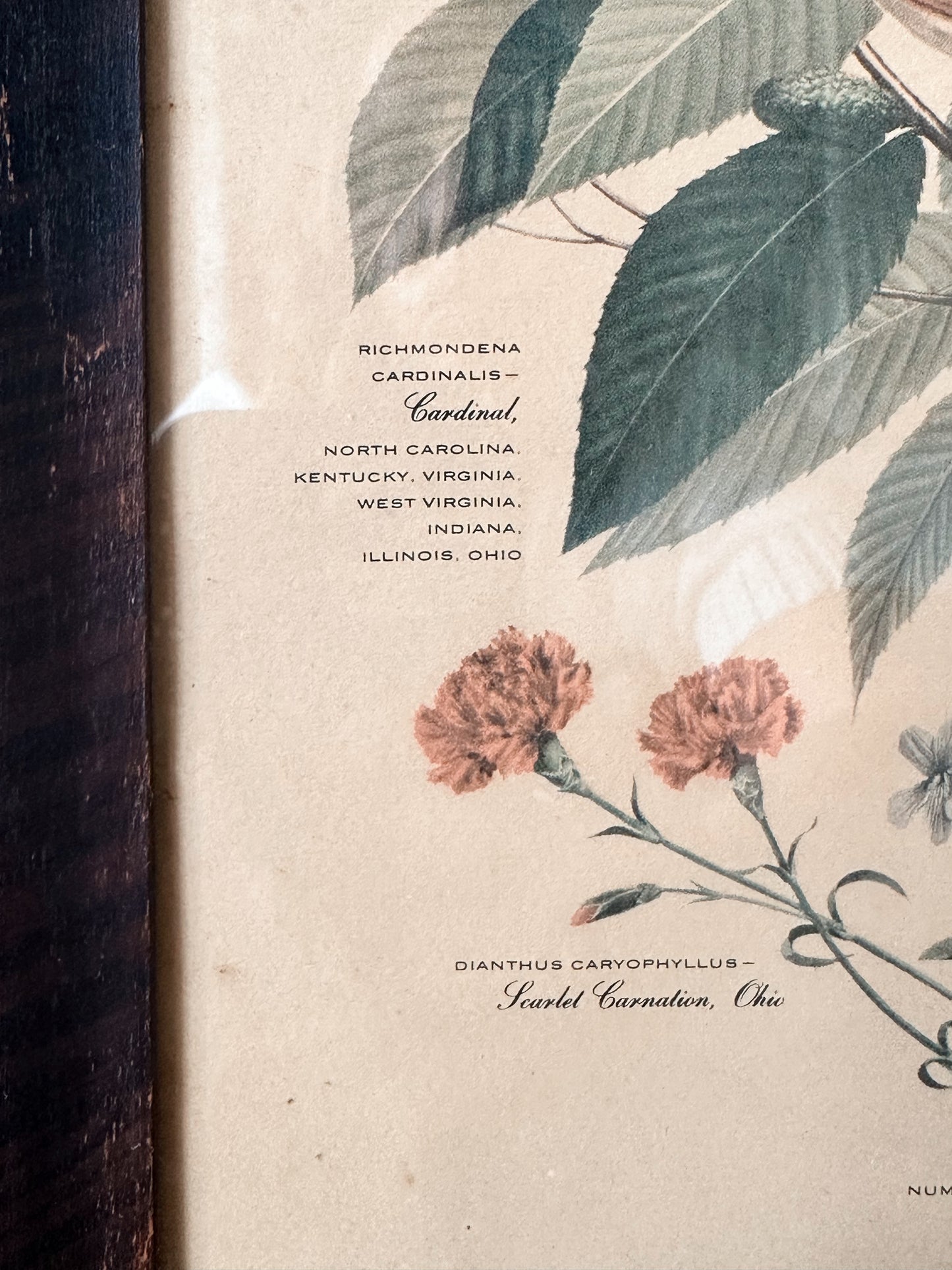 Vintage Framed Bird & Botanical Print