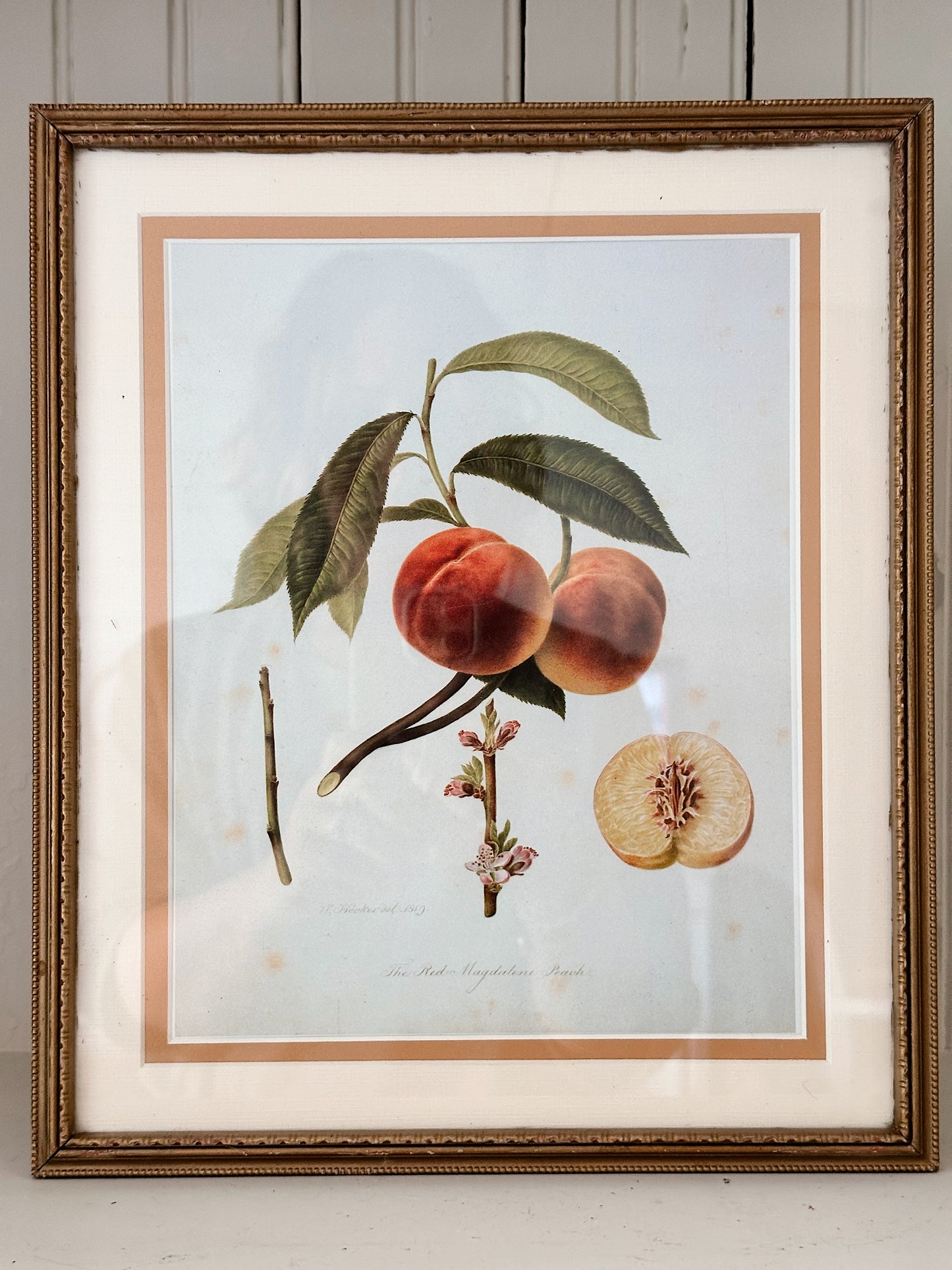 Vintage Framed Botanical Print (The Red Magdalene Peach)