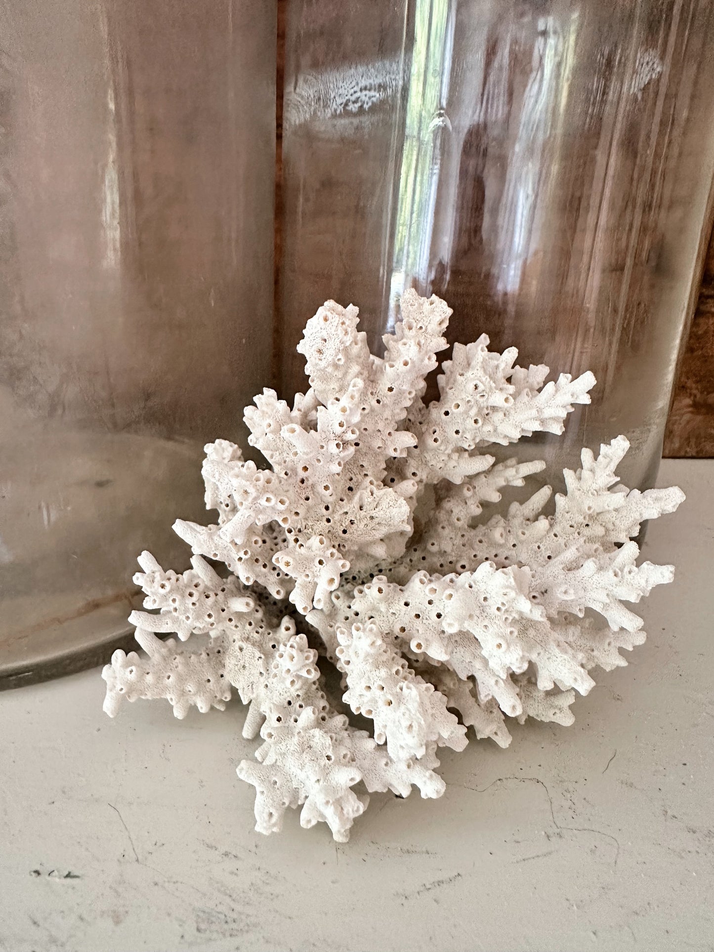 Natural Coral Piece