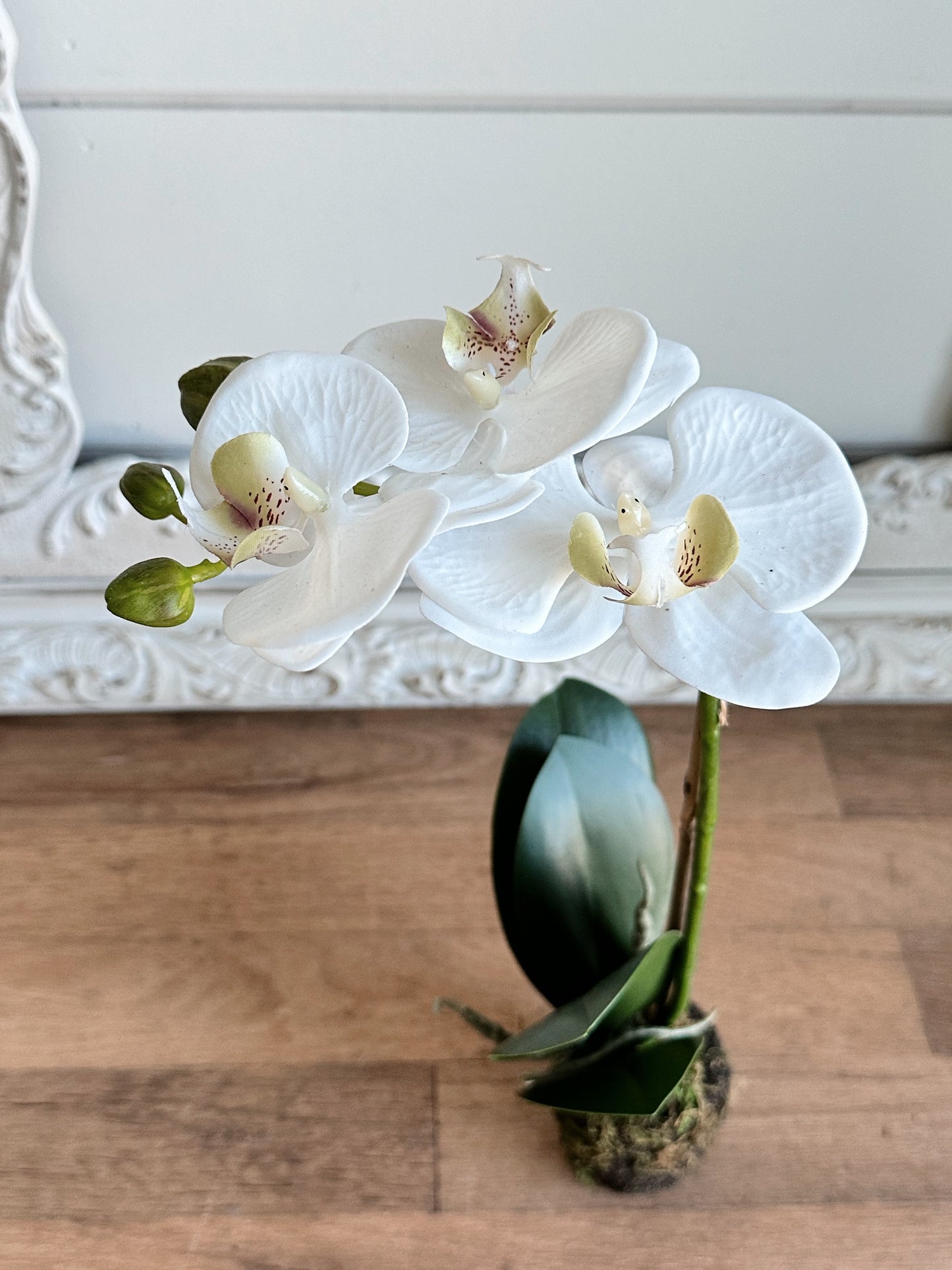 Phalaenopsis Orchid Drop-In