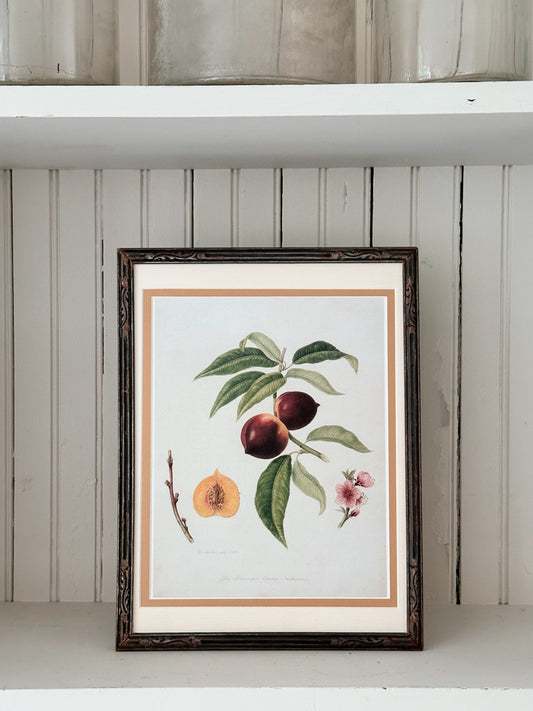 Vintage Framed Botanical Print (The Pitmasten Orange Nectarine)