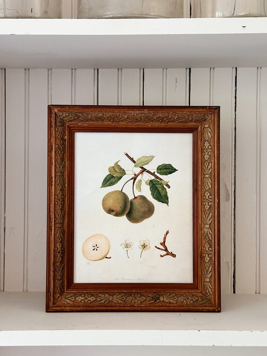 Vintage Framed Botanical Print (The Crasanine Pear)