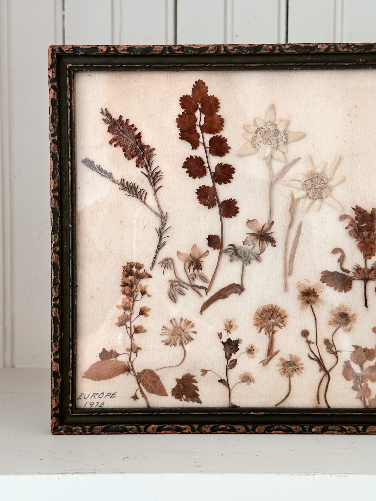 Vintage Framed Pressed Flowers (Europe 1972)