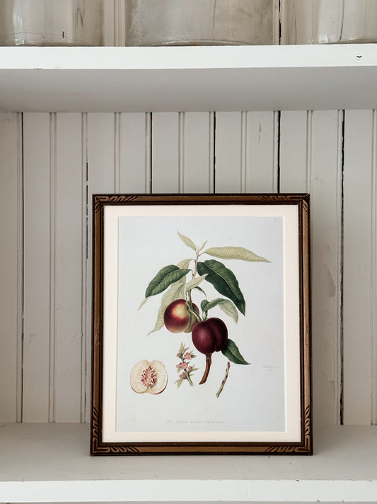 Vintage Framed Botanical Print (The Violette Hative Nectarine)