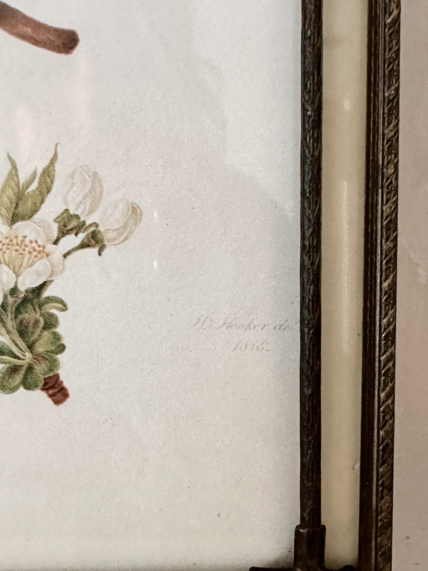 Vintage Framed Botanical Print (Knight’s Early Black Cherry)