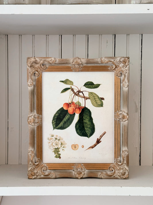 Vintage Framed Botanical Print (The Elton Cherry)