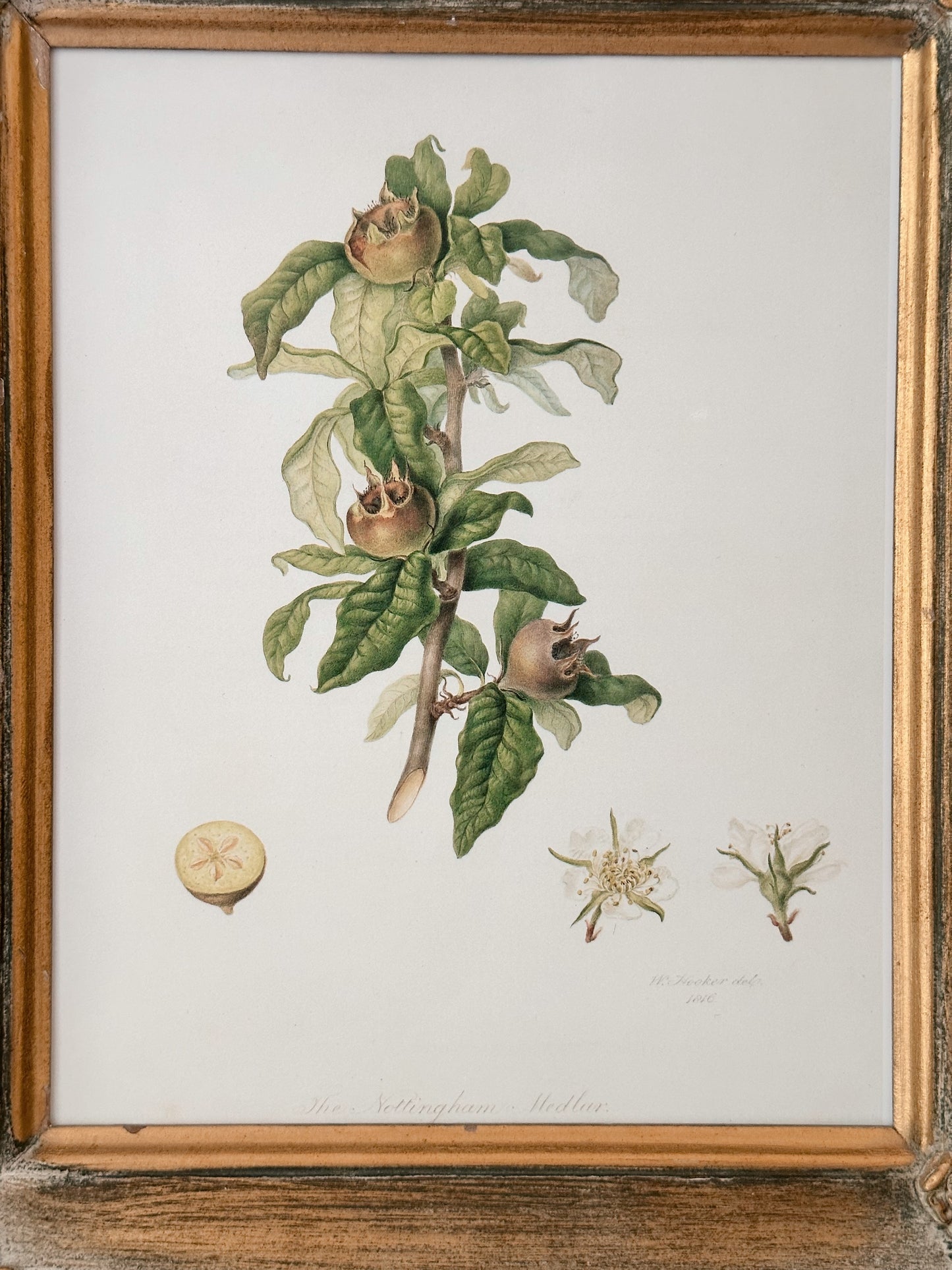 Vintage Framed Botanical Print (The Nottingham Medlan)