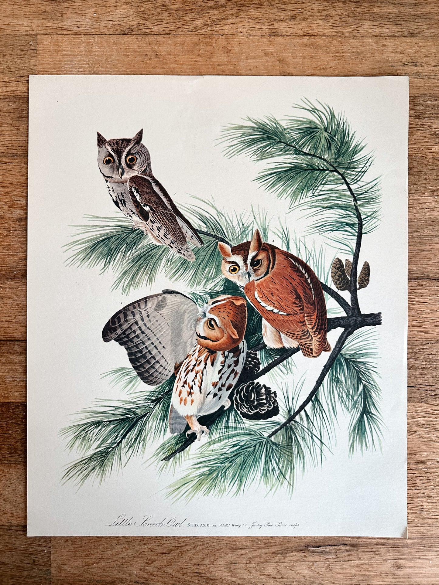 Vintage Audobon Art Print - Little Screech Owl