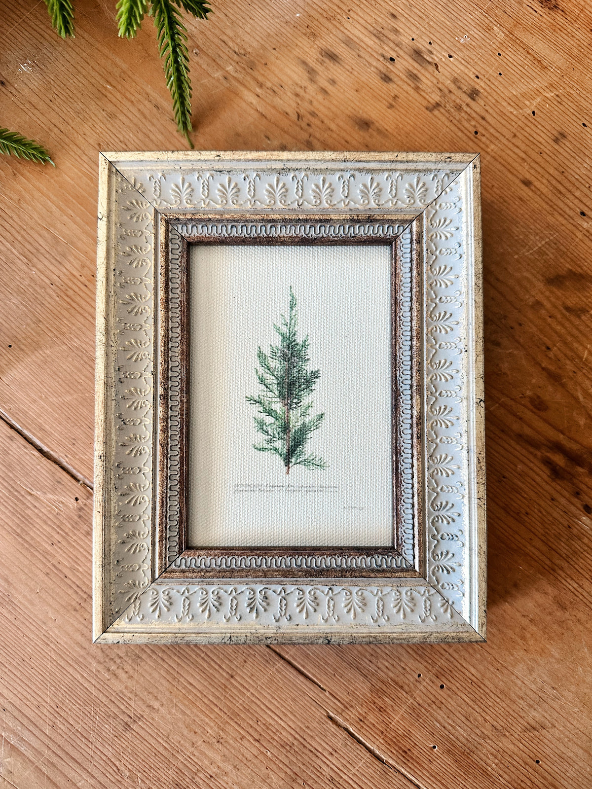 Vintage Juniper 5x7