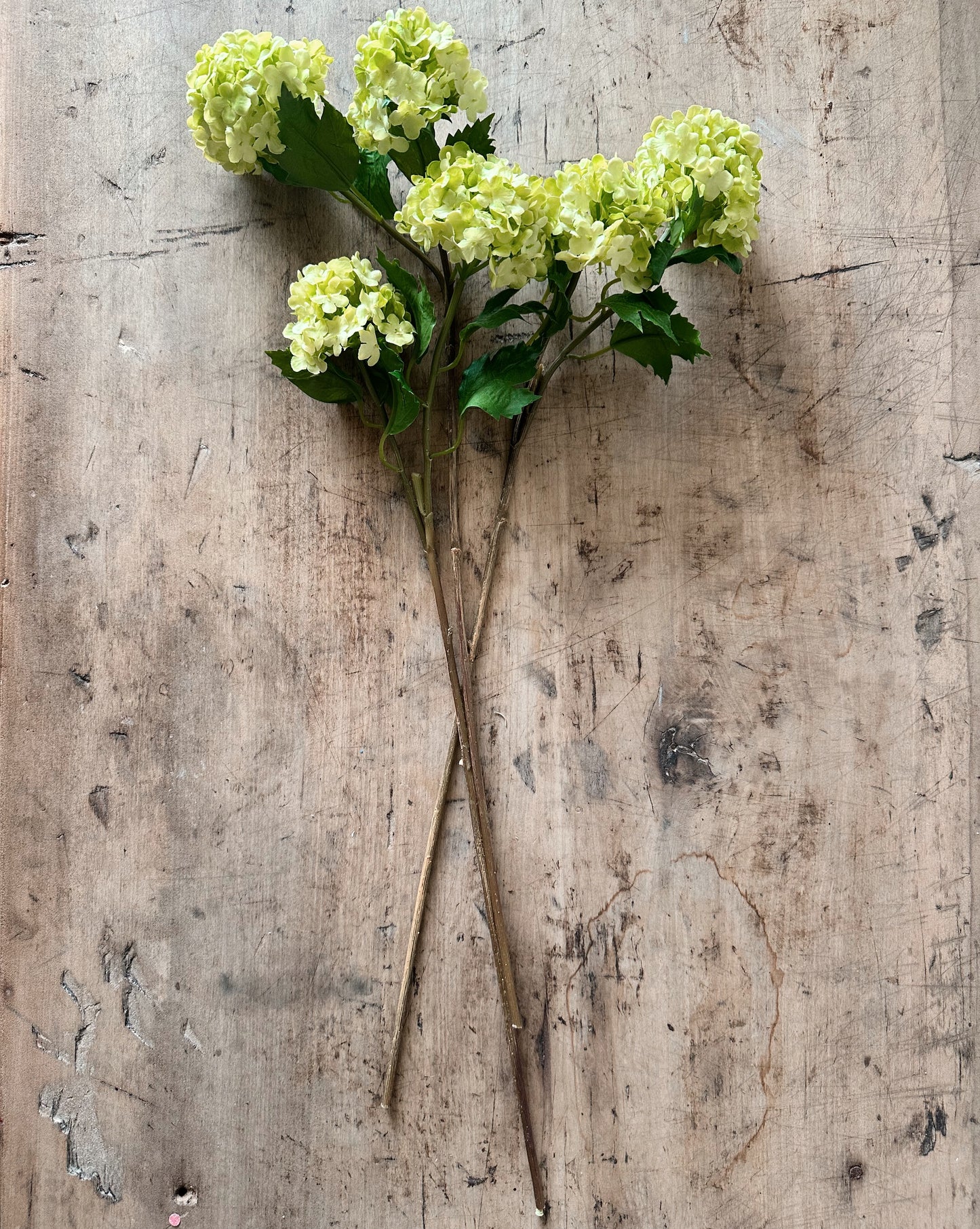 Green Snowball Verbena Bundle (3 stems per bundle)