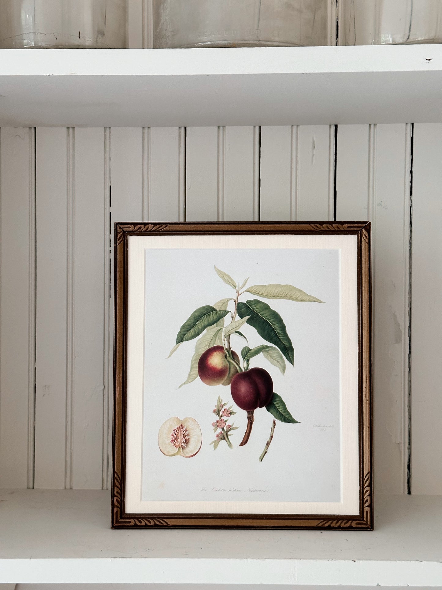 Vintage Framed Botanical Print (The Violette Hative Nectarine)