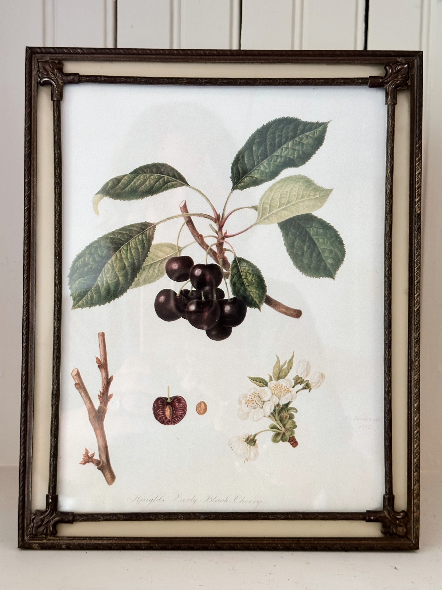 Vintage Framed Botanical Print (Knight’s Early Black Cherry)