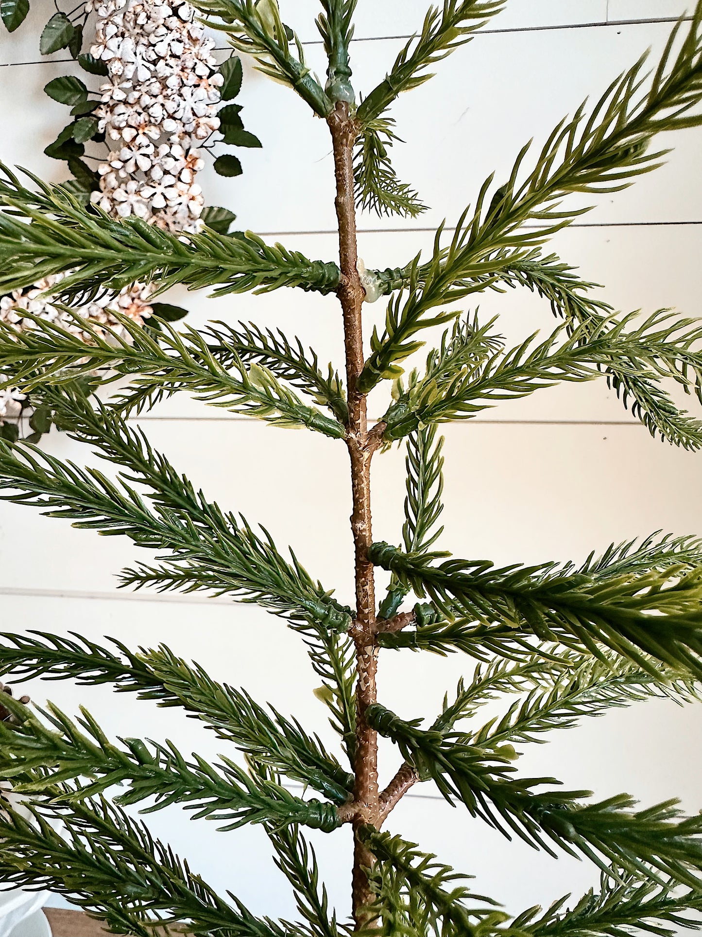 Potted Norfolk Pine Seedlings