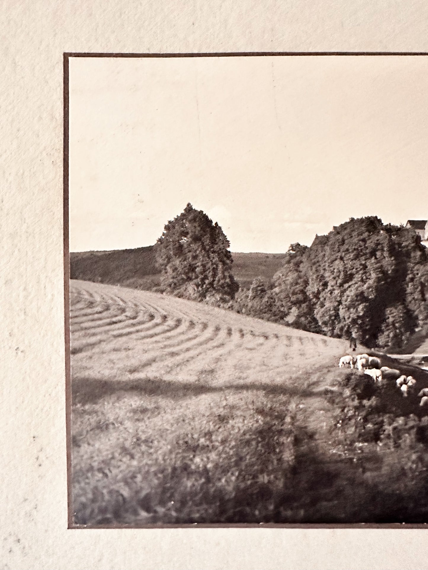 Vintage Photograph, European Hillside with Sheep