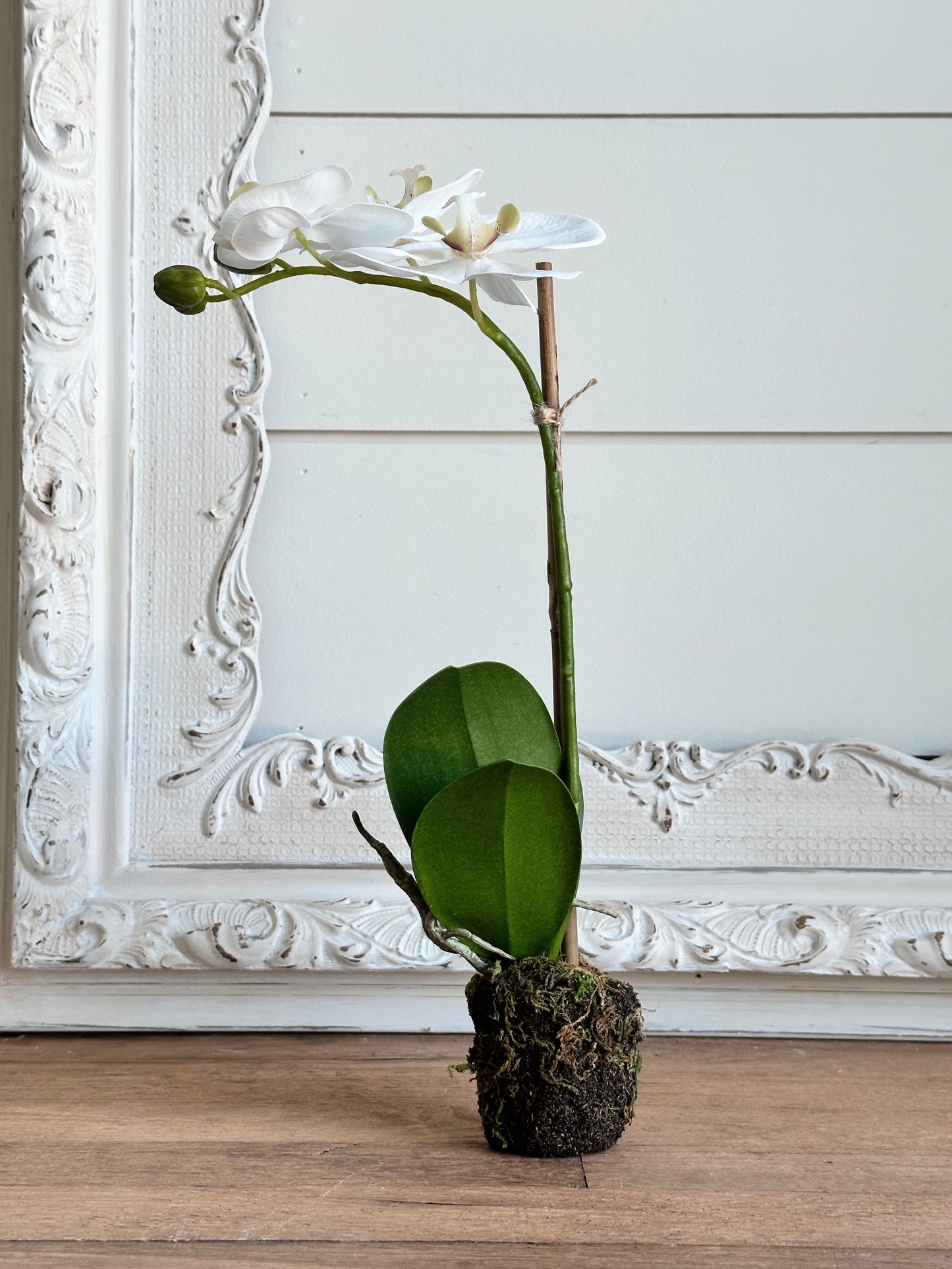 Phalaenopsis Orchid Drop-In