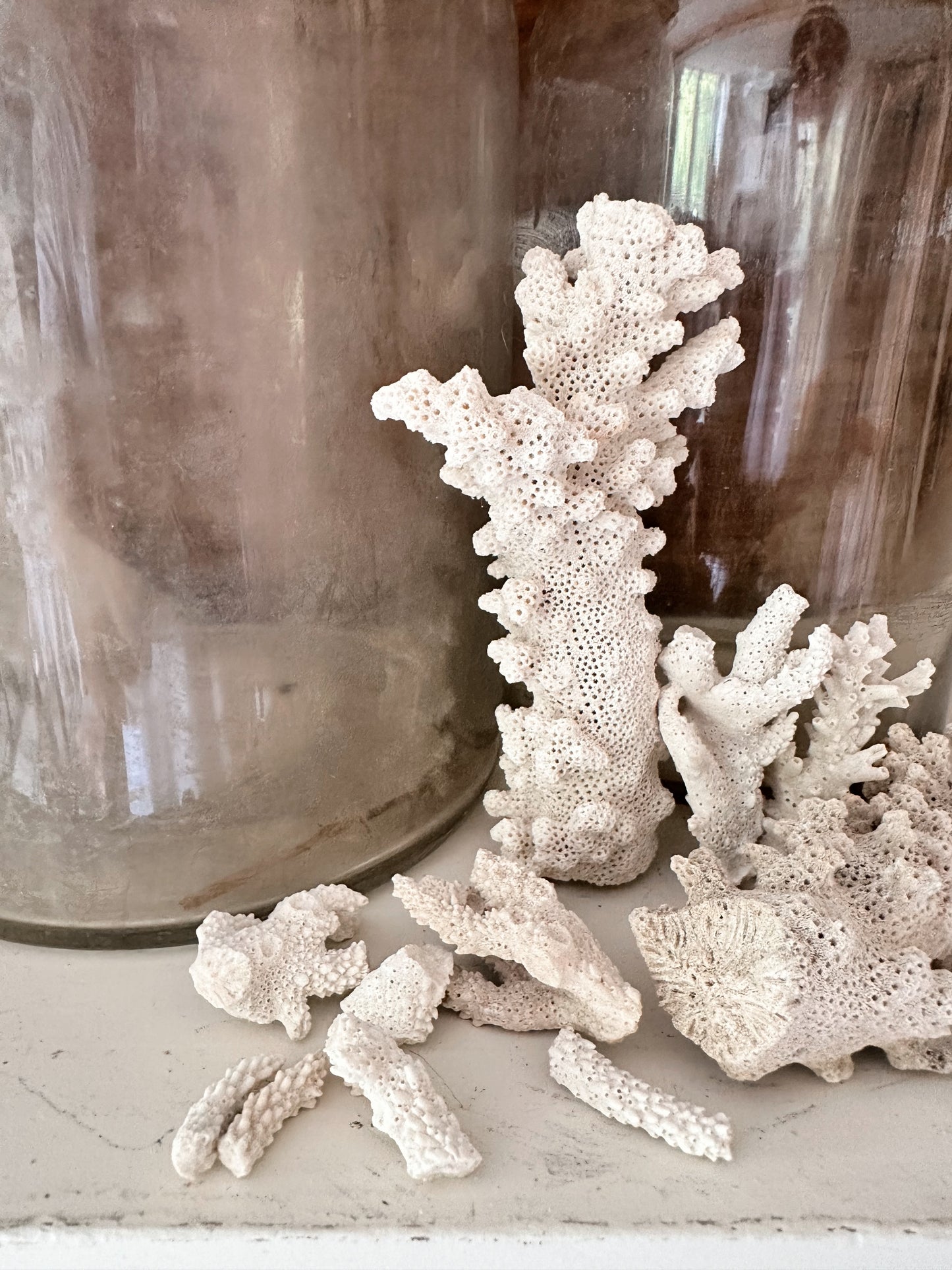 Collection of Natural Coral Pieces