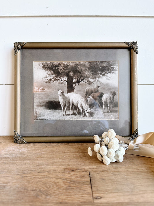 Vintage Framed Sheep Print