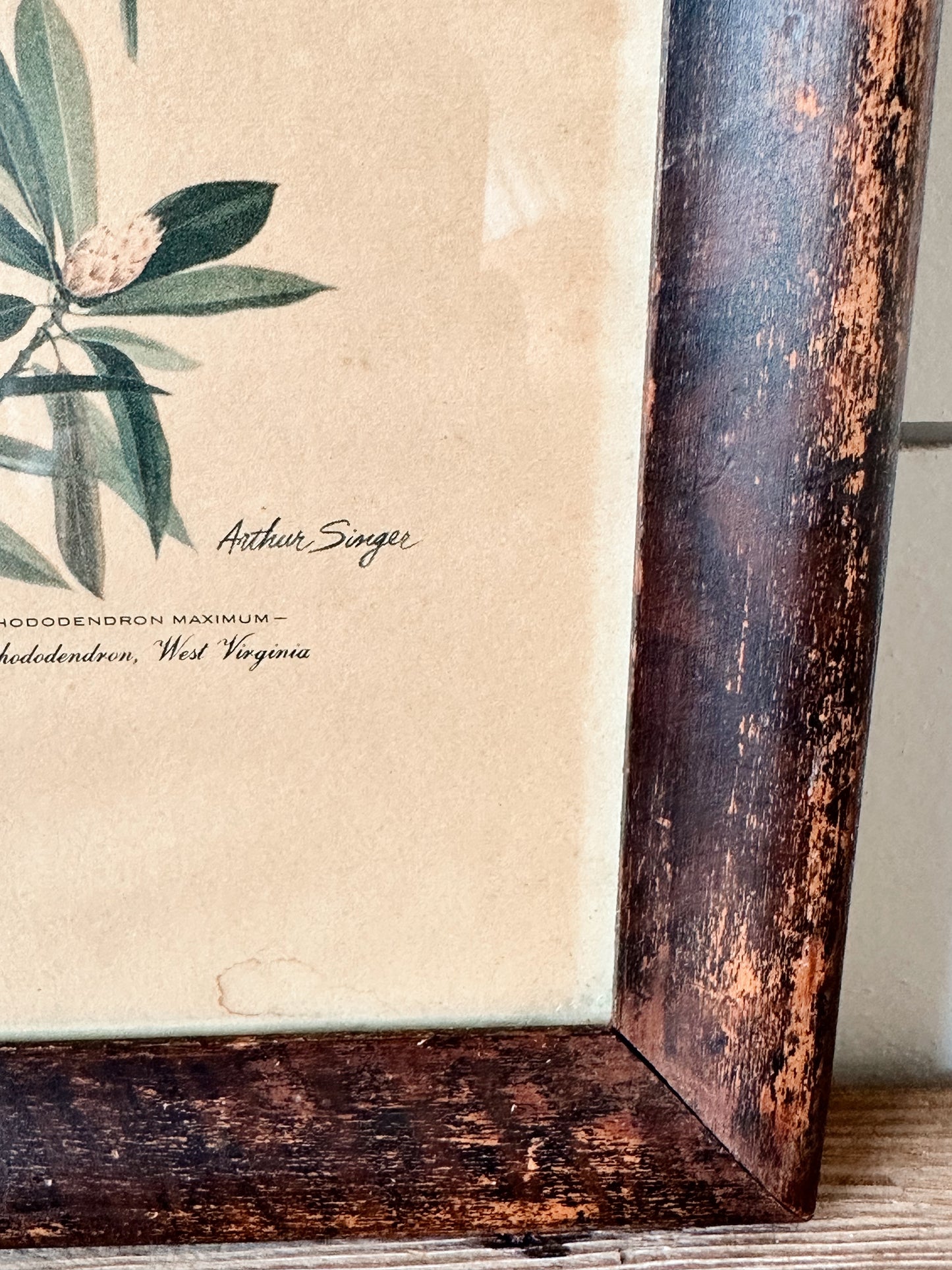 Vintage Framed Bird & Botanical Print