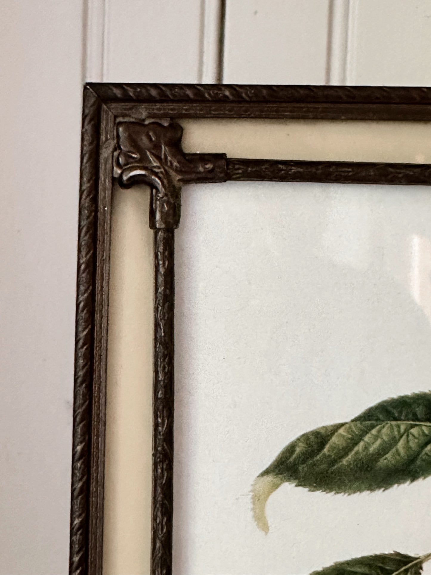 Vintage Framed Botanical Print (Knight’s Early Black Cherry)