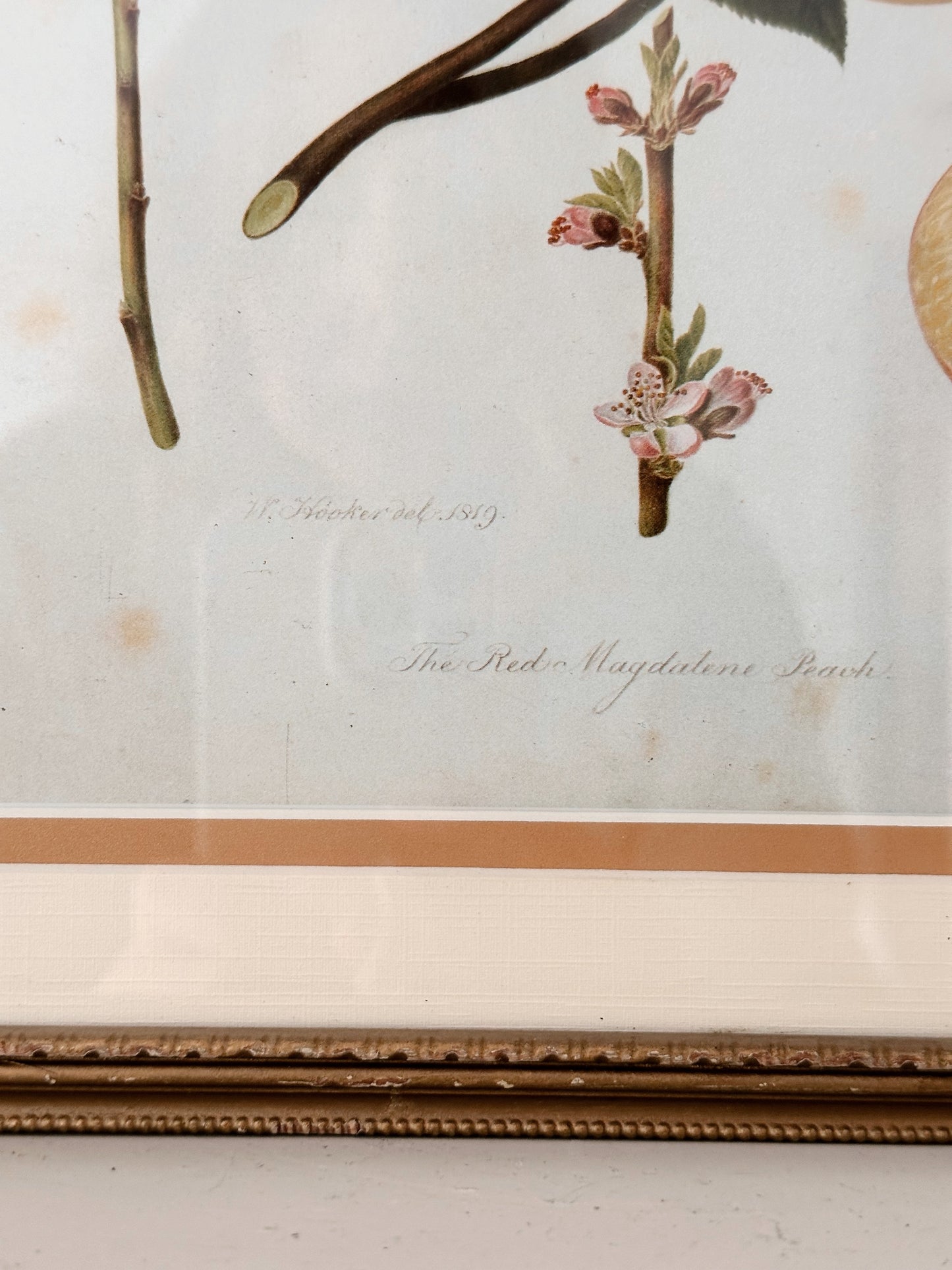 Vintage Framed Botanical Print (The Red Magdalene Peach)