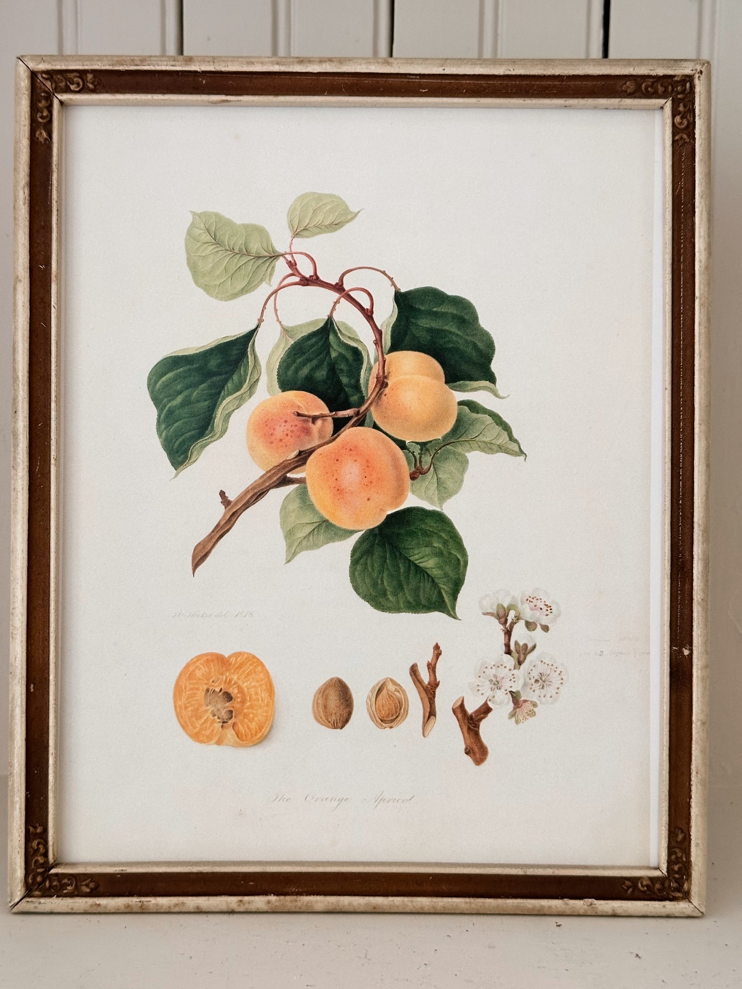 Vintage Framed Botanical Print (The Orange Apricot)