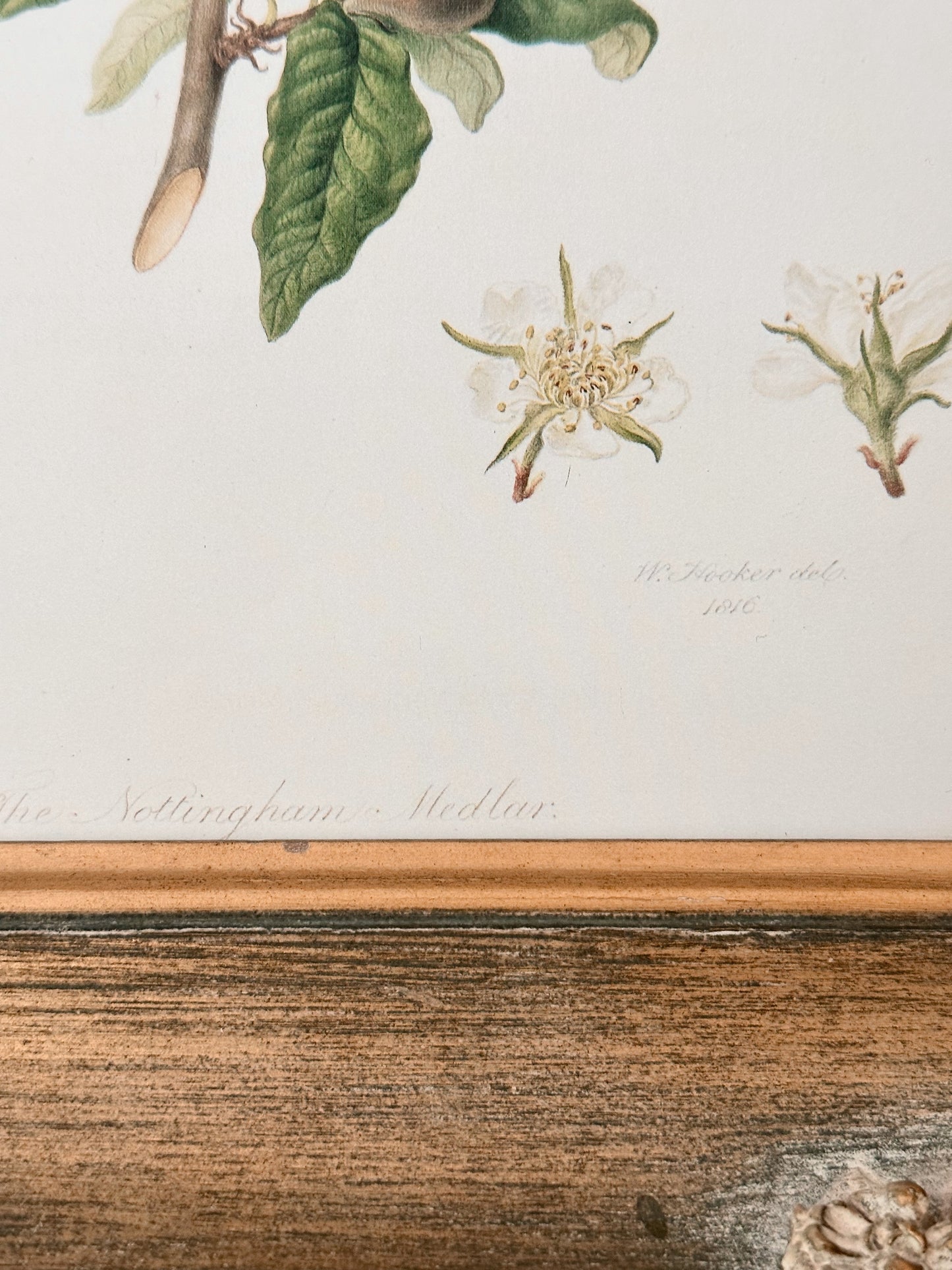 Vintage Framed Botanical Print (The Nottingham Medlan)