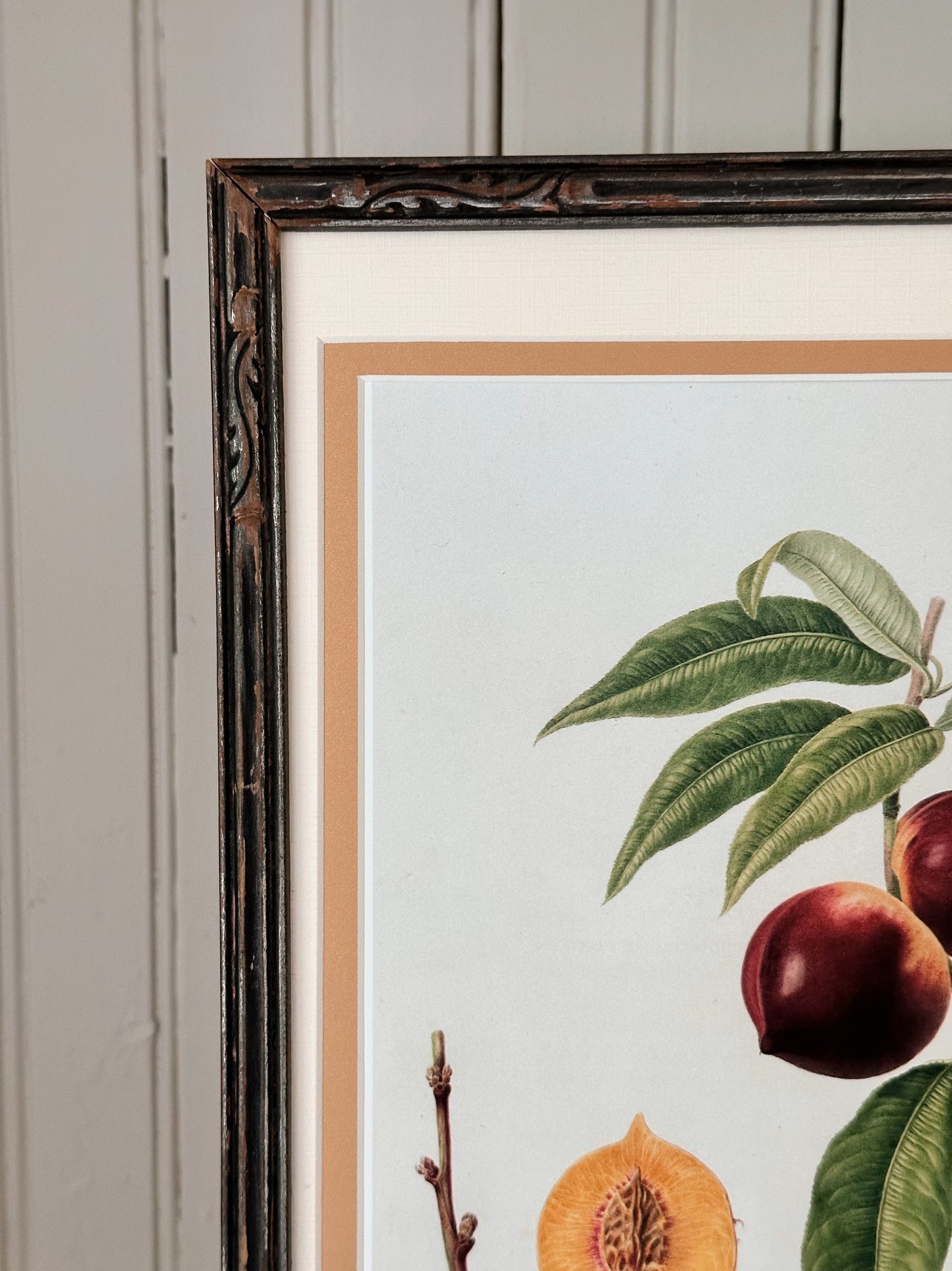 Vintage Framed Botanical Print (The Pitmasten Orange Nectarine)