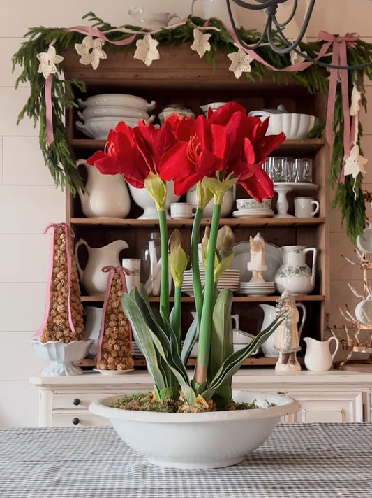 25” Red Amaryllis with Bulb