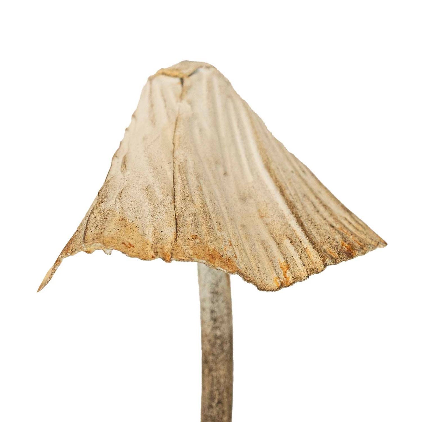 Set of 3 Shabby Chic Mushroom  Plant Stakes