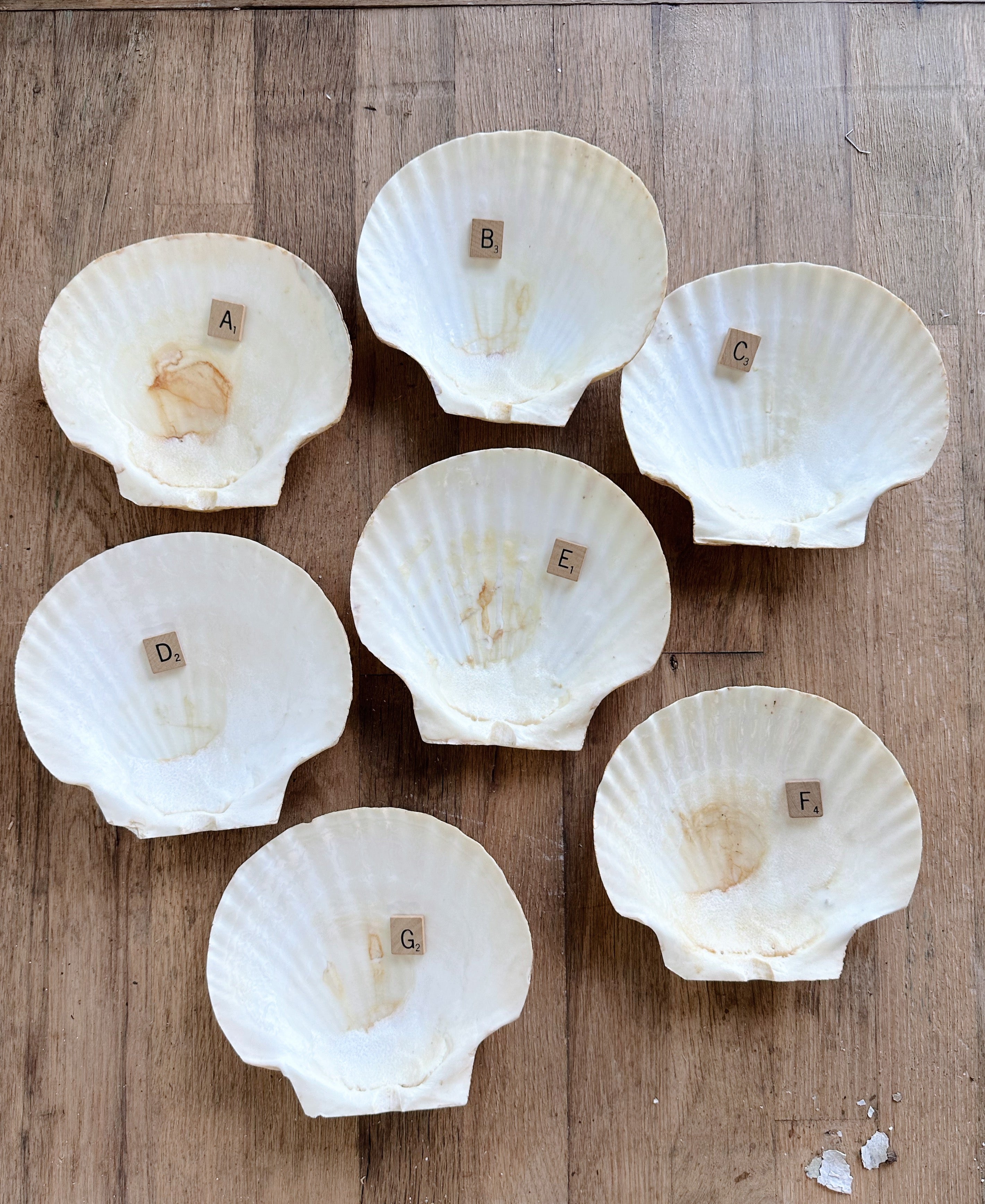 Authentic Clam Shells